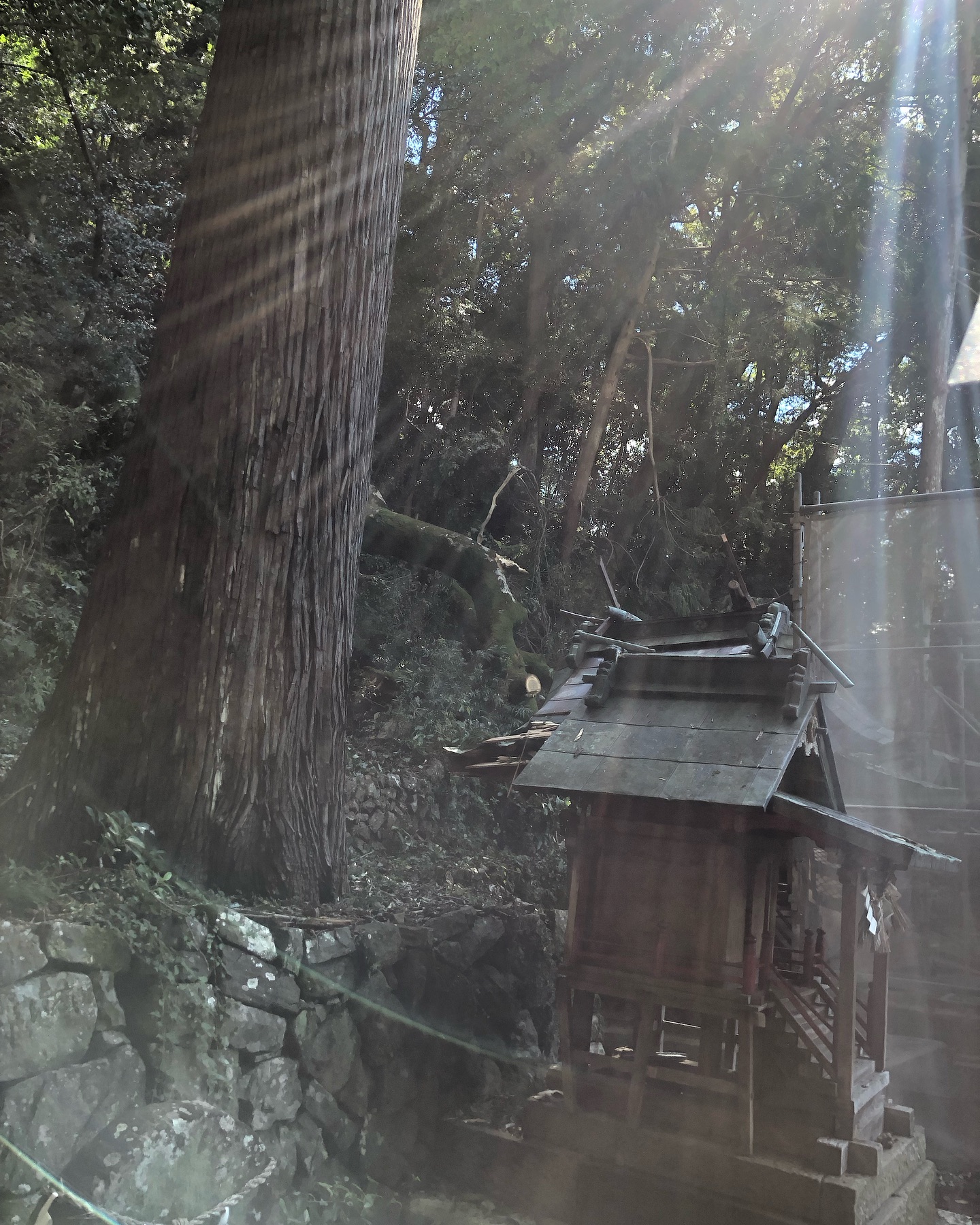 我が故郷の神社での倒木を確認しにいく