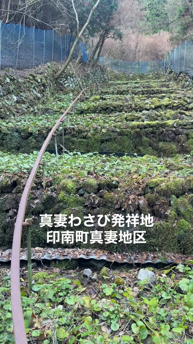 真妻わさび振興協議会のわさび栽培現場を見学しました。