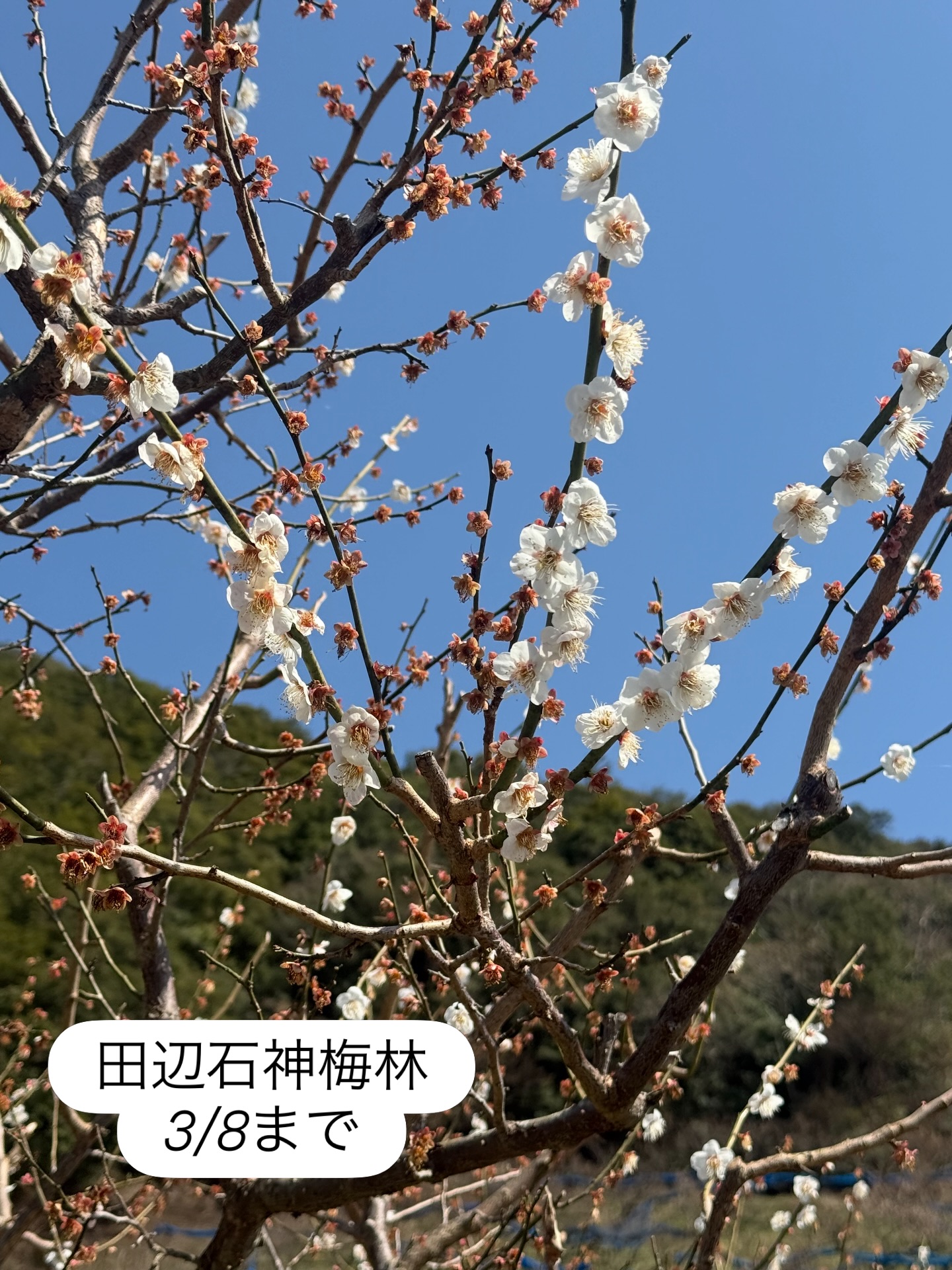 紀州石神田辺梅林に行きました!