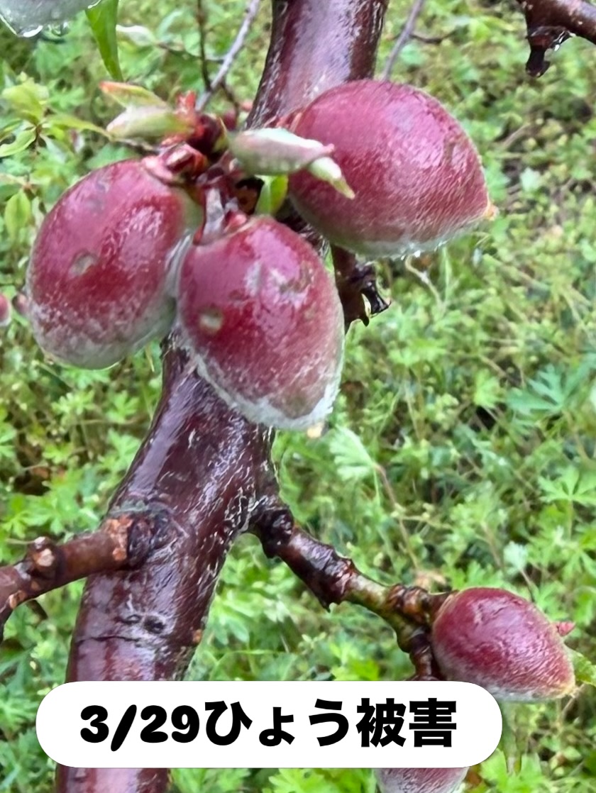 朝から田辺市三栖地区のひょう被害調査に同行しました