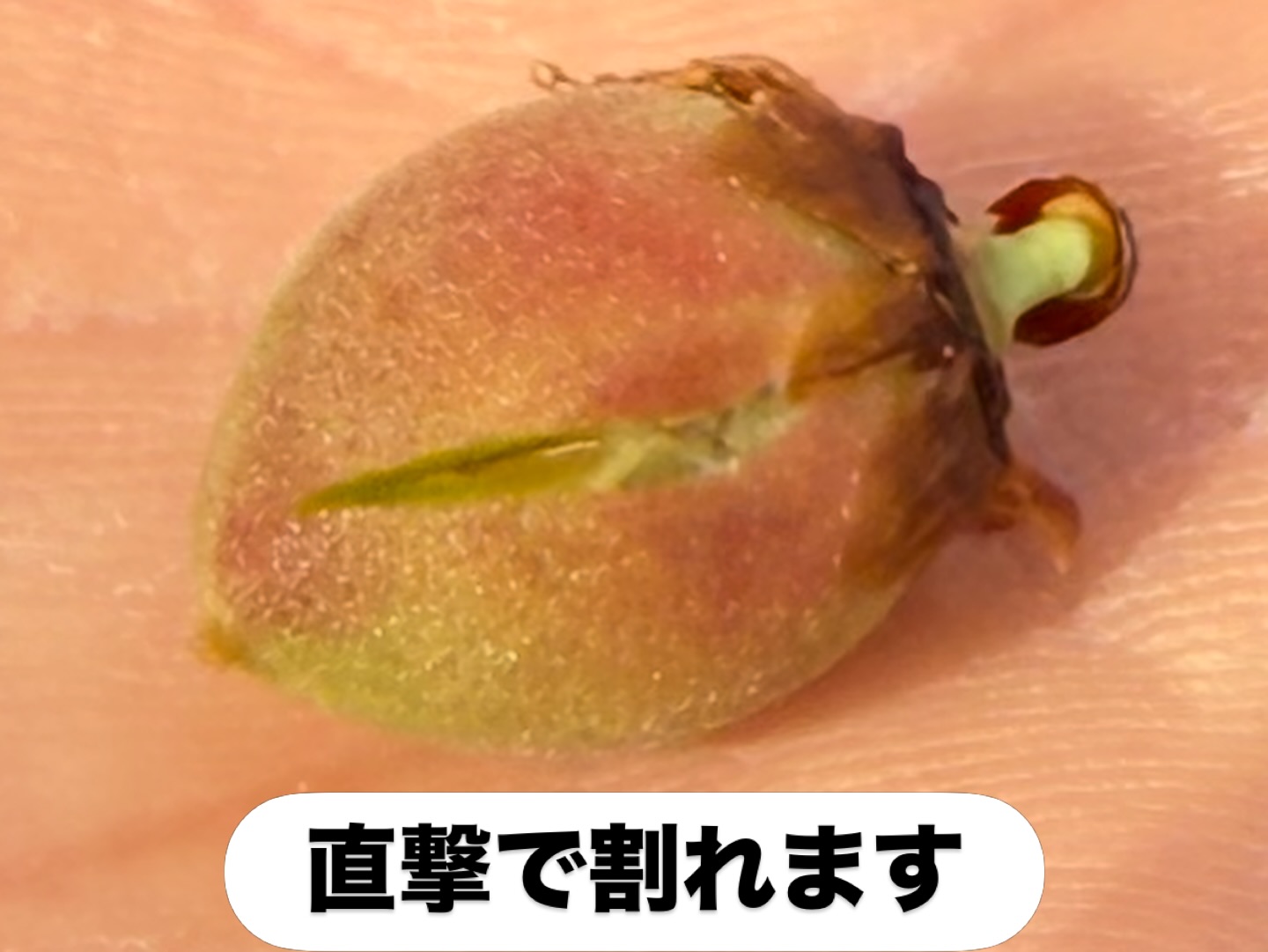 朝のひょう被害調査結果を午後から県庁に行って報告して、対応をお願いして来ました