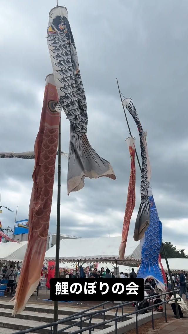 賑わっています扇ヶ浜「こいのぼりの会」‼️