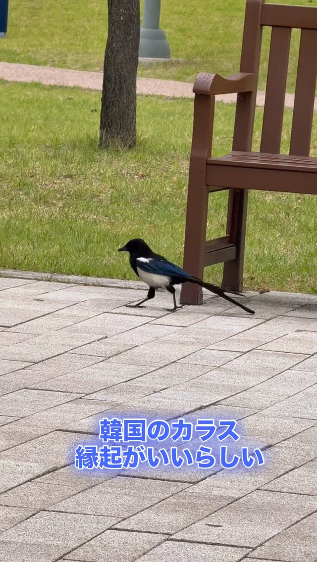 韓国のカラス